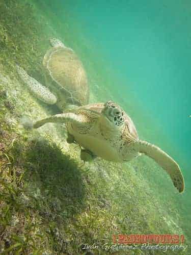 tortue de mer plongée cenote Tulum